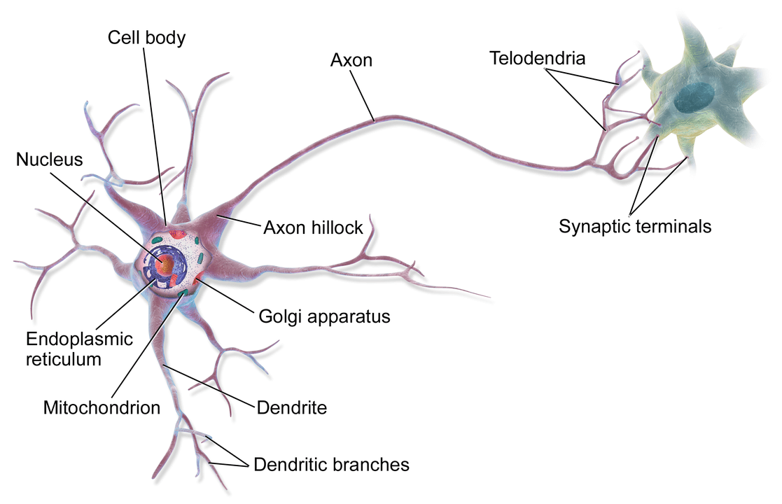 Biological Neuron Anatomy of a multipolar neuron. Credit https://en.wikipedia.org/wiki/Neuron