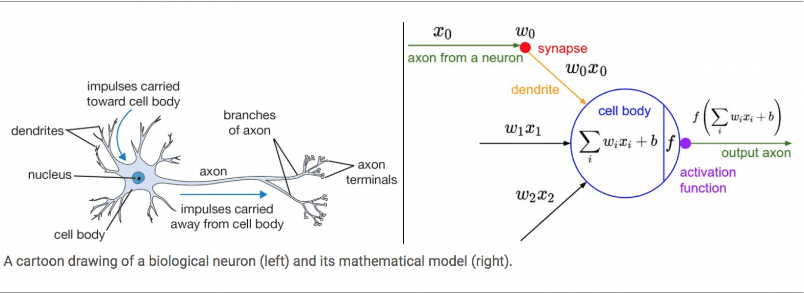 Biological Neuron and Mathematical Model. Credit: http://cs231n.github.io/neural-networks-1/