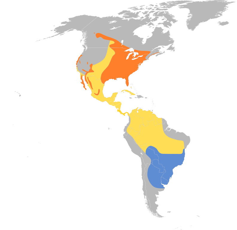 Geographical distribution of Purple martin. Credit https://commons.wikimedia.org/wiki/File:Progne_subis_map.svg