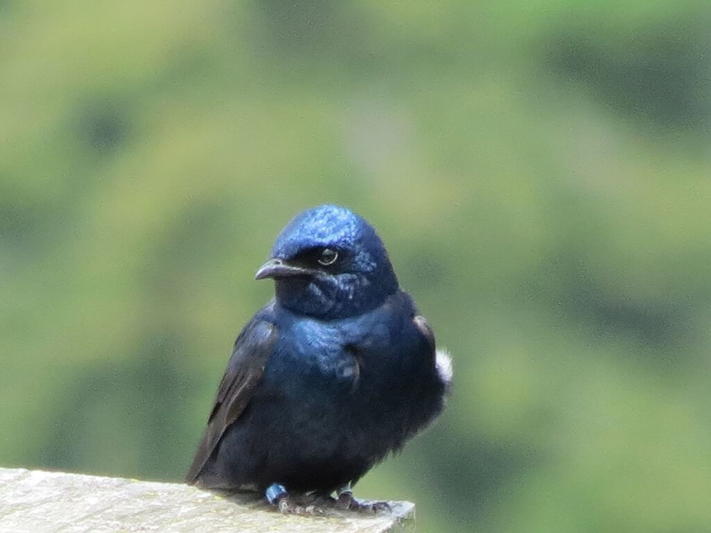 Purple martin nesting colony at Ford Cove Marina, Hornby Island, BC, Canada Credit https://commons.wikimedia.org/wiki/File:Purple_martins_(Progne_subis)_Ford_Bay_Marina_12.jpg