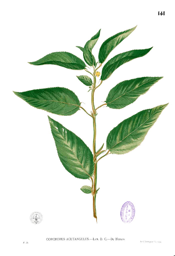 Corchorus acutangulus Blanco. Plate from book Flora de Filipinas. Credit https://commons.wikimedia.org/wiki/File:Corchorus_acutangulus_Blanco1.141.png
