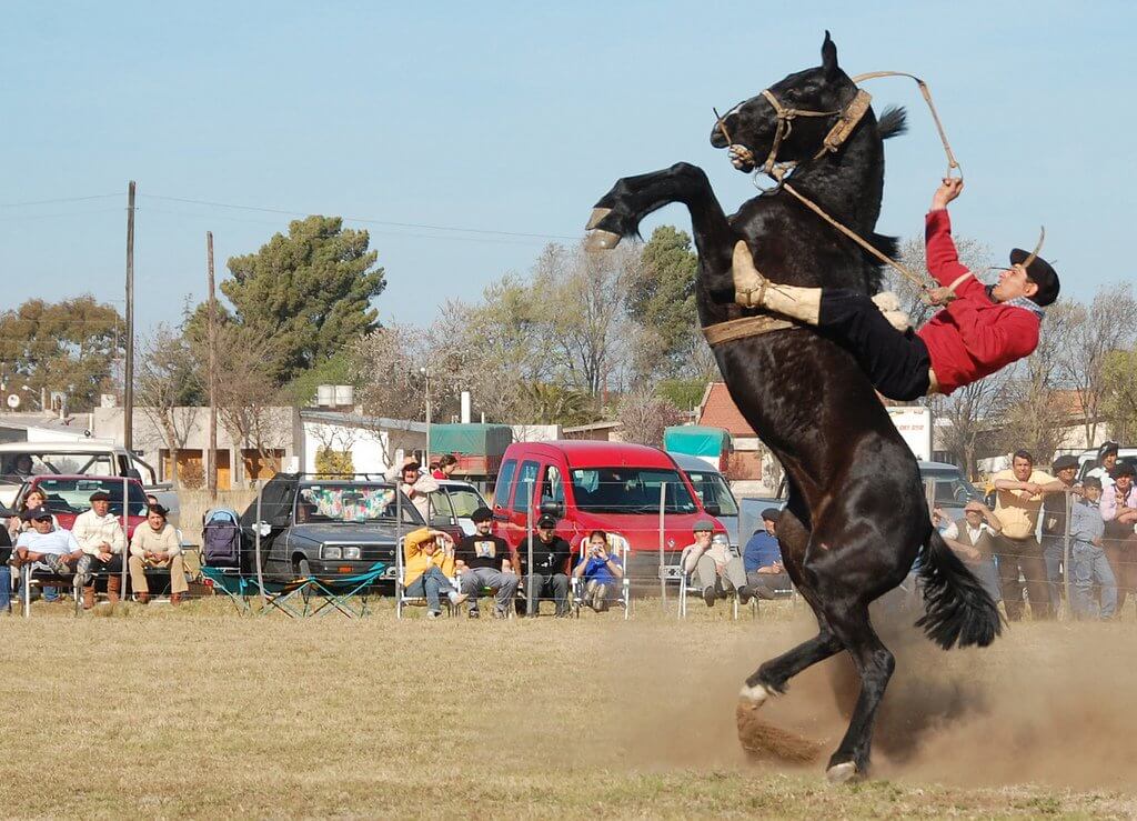 A horse (with rider) rearing out of control. Credit https://commons.wikimedia.org/wiki/File:Jinete_jineteada_doma_8.jpg