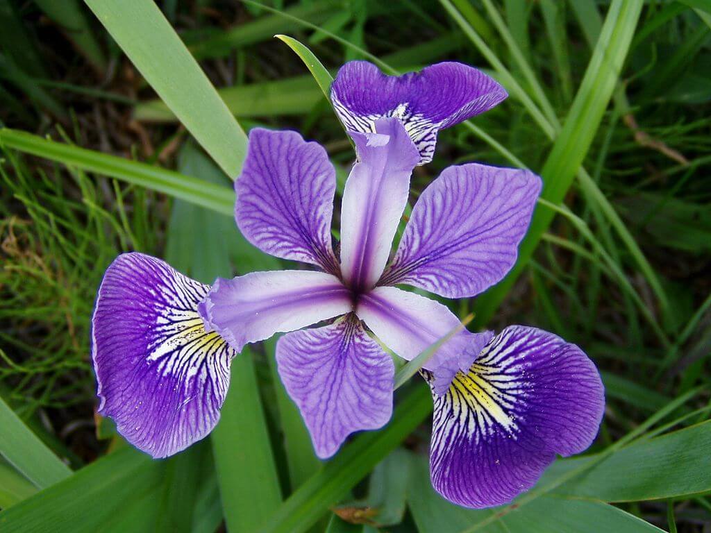 Blue flag flower close-up (Iris versicolor). Credit https://commons.wikimedia.org/wiki/File:Iris_versicolor_3.jpg