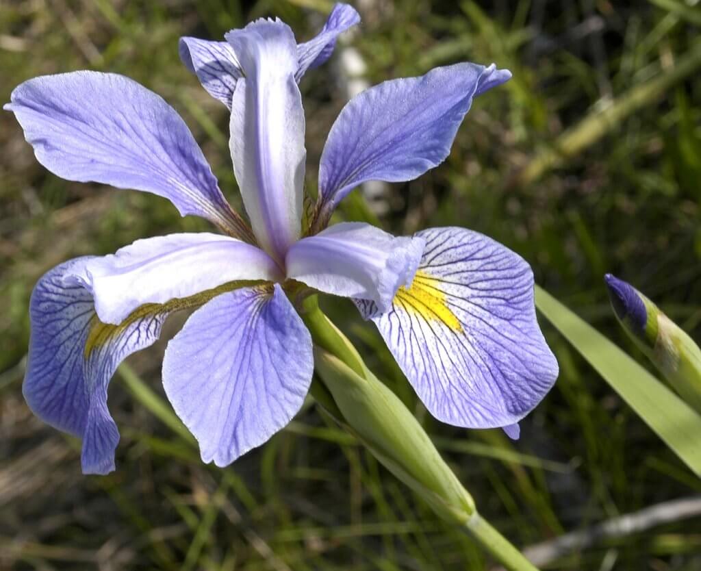 image of Iris virginica shrevei BLUE FLAG at the James Woodworth Prairie Preserve - a bud and a single flower at full bloom. Credit https://commons.wikimedia.org/wiki/File:Iris_virginica.jpg