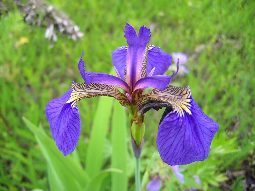 Iris Setosa 1. Credit https://commons.wikimedia.org/wiki/File:Irissetosa1.jpg