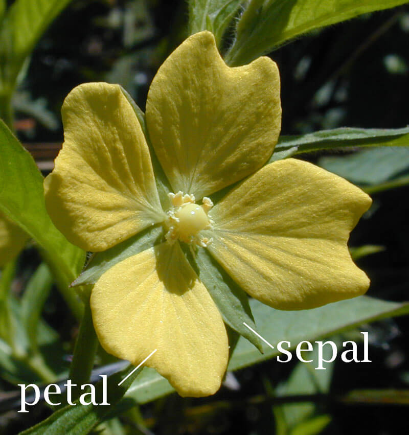 Petal-sepal. Tetrameric flower of a Primrose willowherb (Ludwigia octovalvis) showing petals and sepals. Credit https://en.wikipedia.org/wiki/File:Petal-sepal.jpg