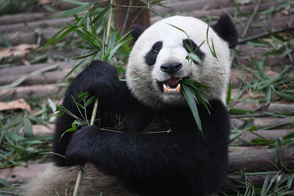 A giant panda eating bamboo Credit https://commons.wikimedia.org/wiki/File:Giant_Panda_Eating.jpg